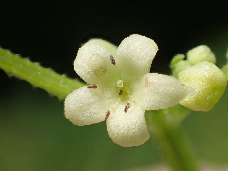 Rubia argyi, photographed by 葉子