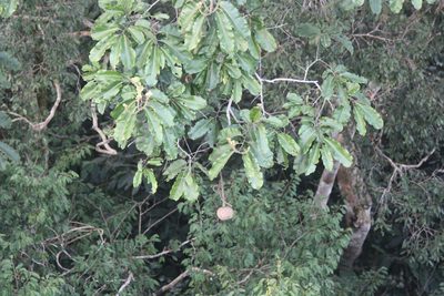Bertholletia excelsa, photographed by Scott Loarie