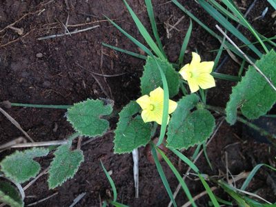 Cucumis hirsutus, photographed by Tam