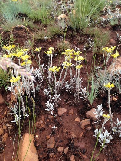 Helichrysum oreophilum, photographed by Tam