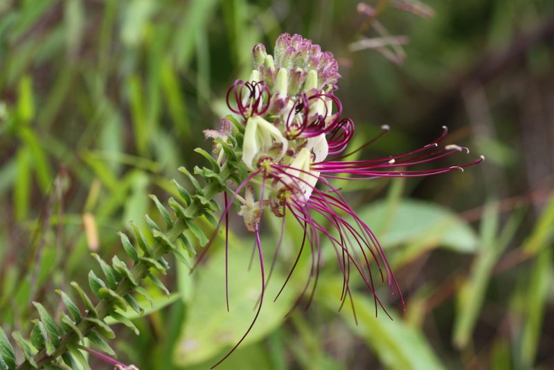 Cleome lechleri, photographed by Scott Loarie