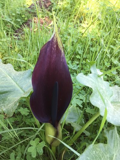 Arum palaestinum, photographed by David A. Krause