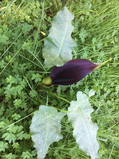 Arum palaestinum, photographed by David A. Krause