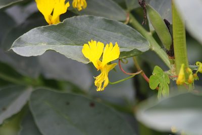 Tropaeolum peregrinum, photographed by Scott Loarie