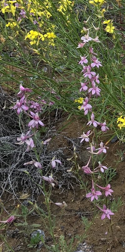 Delphinium camptocarpum, photographed by desertnaturalist