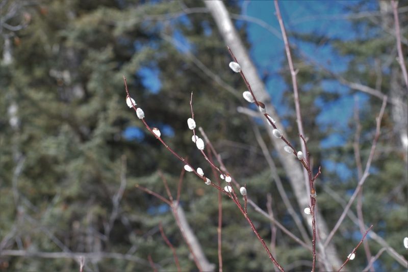 Salix planifolia, photographed by Syd Cannings