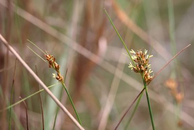 Rhynchospora marliniana, photographed by Lauren McLaurin