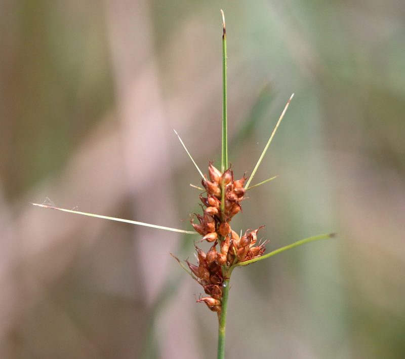 Rhynchospora marliniana, photographed by Lauren McLaurin