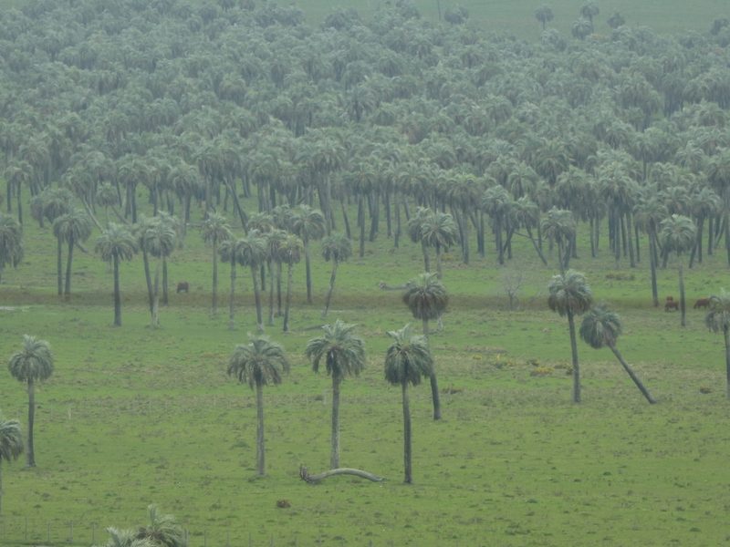 Butia odorata, photographed by Diana Fuentes