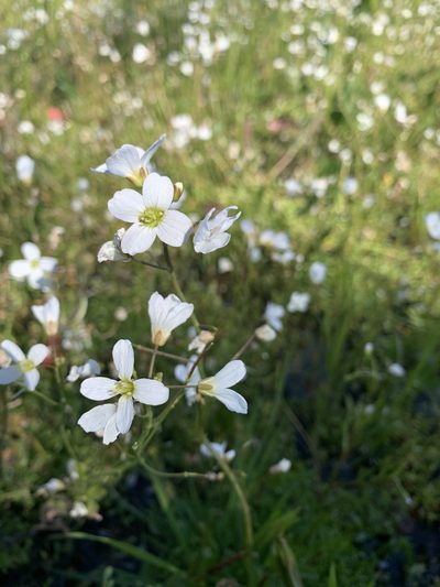 Cardamine penduliflora, photographed by Matt Benotsch