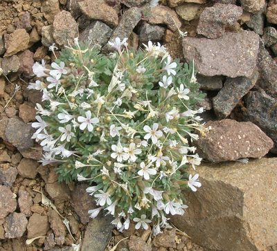 Collomia larsenii, photographed by John Brew
