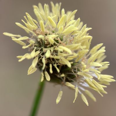 Fuirena scirpoidea, photographed by mark-groeneveld