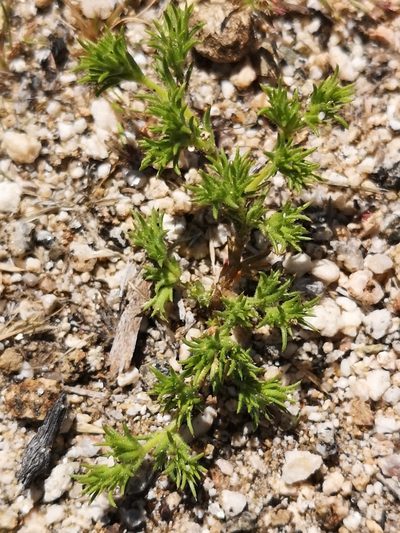 Loeflingia squarrosa, photographed by Jordan Zylstra