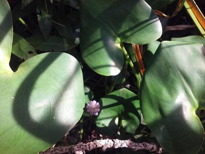 Pontederia rotundifolia, photographed by Agustina Collazo
