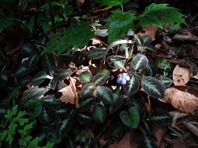 Episcia lilacina, photographed by Yves Bas
