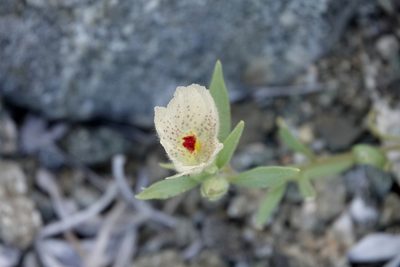 Mohavea confertiflora, photographed by desertnaturalist