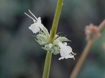 Salvia vaseyi, photographed by desertnaturalist