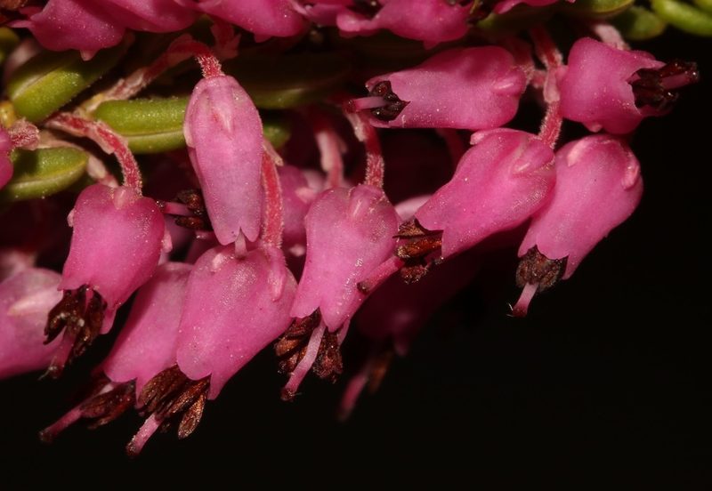 Erica scytophylla, photographed by Brian du Preez