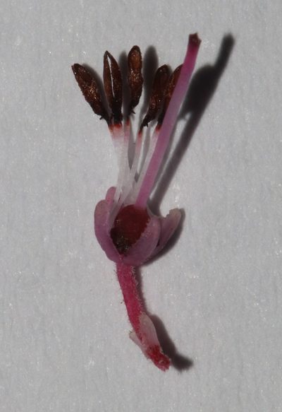 Erica scytophylla, photographed by Brian du Preez