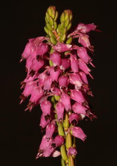 Erica scytophylla, photographed by Brian du Preez
