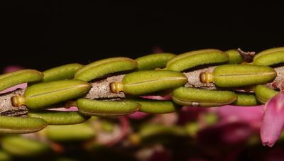 Erica scytophylla, photographed by Brian du Preez