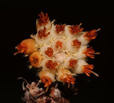 Erica bruniifolia, photographed by Brian du Preez