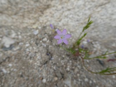 Gilia flavocincta, photographed by Aaron Liston