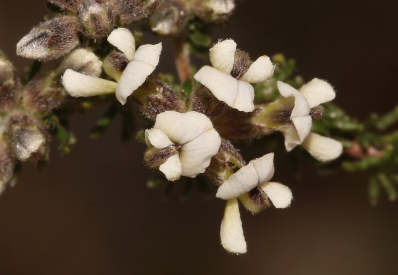 Aspalathus nigra, photographed by Brian du Preez