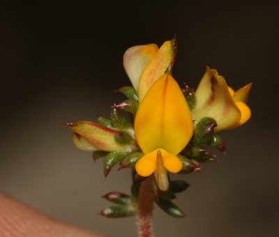 Aspalathus crassisepala, photographed by Brian du Preez
