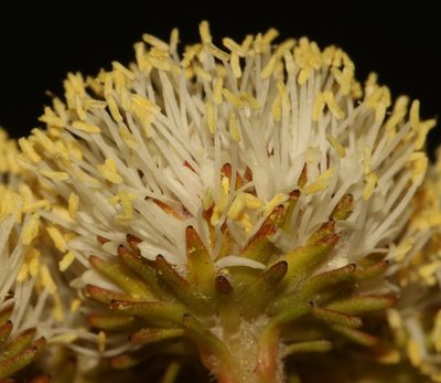 Berzelia cordifolia, photographed by Brian du Preez