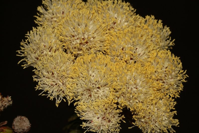 Berzelia cordifolia, photographed by Brian du Preez
