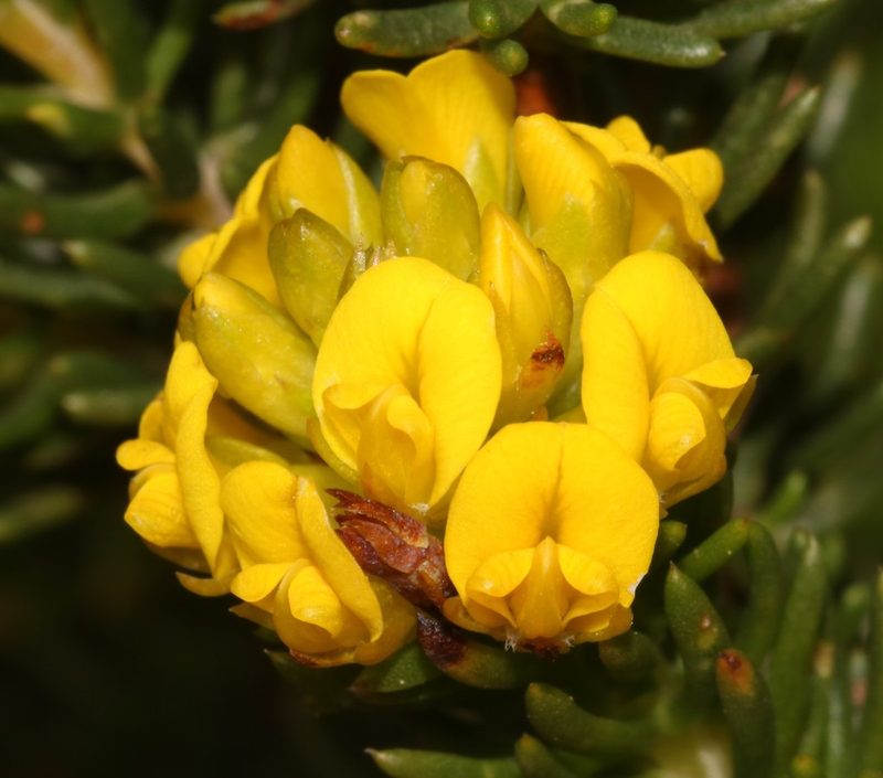 Aspalathus tylodes, photographed by Brian du Preez