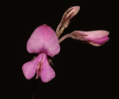 Indigofera pinnata, photographed by Brian du Preez