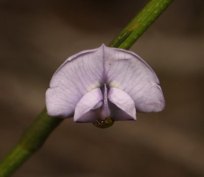 Psoralea restioides, photographed by Brian du Preez