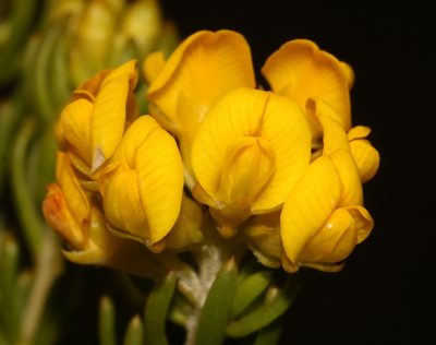 Aspalathus tylodes, photographed by Brian du Preez