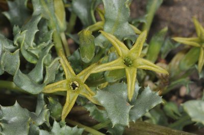 Jaborosa reflexa, photographed by aacocucci
