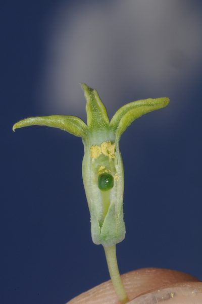 Jaborosa reflexa, photographed by aacocucci