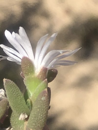 Trichodiadema attonsum, photographed by Dave U