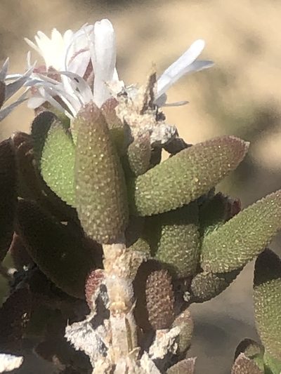 Trichodiadema attonsum, photographed by Dave U