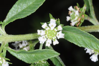 Lippia turbinata, photographed by aacocucci