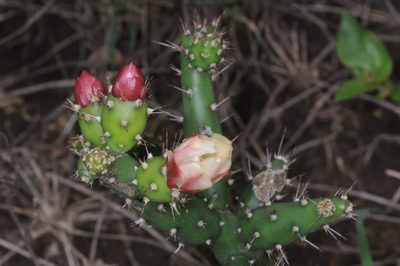 Salmonopuntia salmiana, photographed by aacocucci
