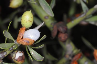 Maytenus spinosa, photographed by aacocucci