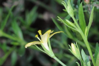 Menodora integrifolia, photographed by aacocucci