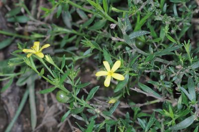 Menodora integrifolia, photographed by aacocucci