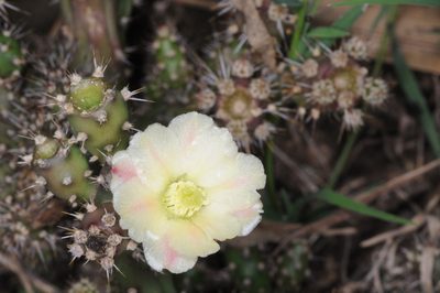 Salmonopuntia salmiana, photographed by aacocucci
