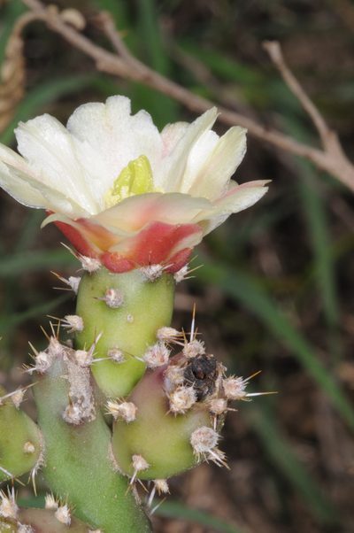 Salmonopuntia salmiana, photographed by aacocucci
