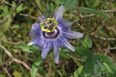 Passiflora mooreana, photographed by aacocucci