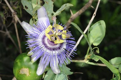 Passiflora mooreana, photographed by aacocucci
