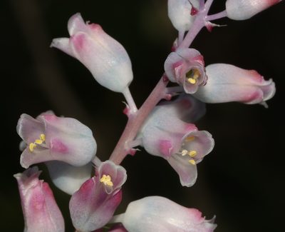Lachenalia unifolia, photographed by Brian du Preez