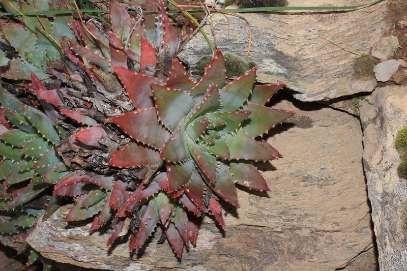 Aloe brevifolia, photographed by Brian du Preez